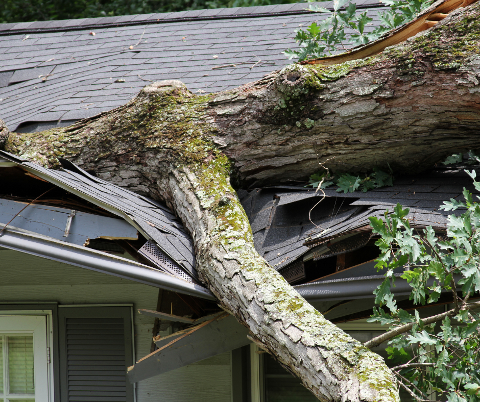 Tree Lopping Sunshine Coast