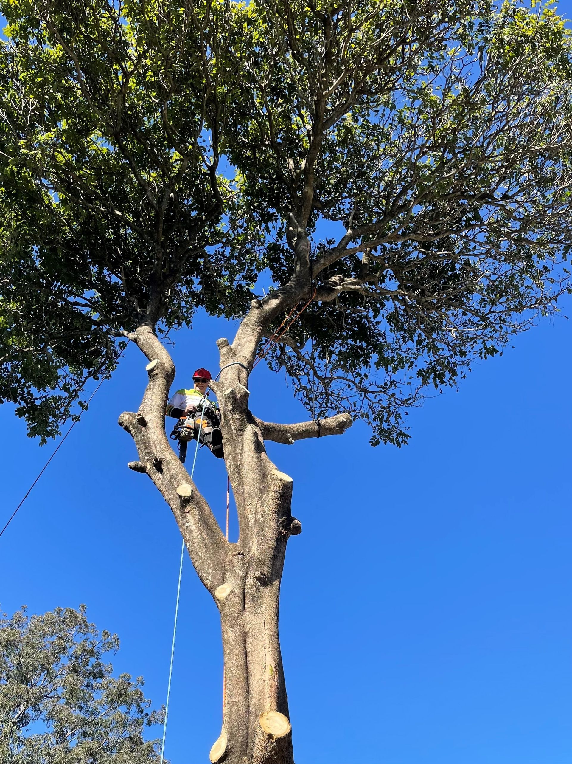 Tree lopper Sunshine Coast