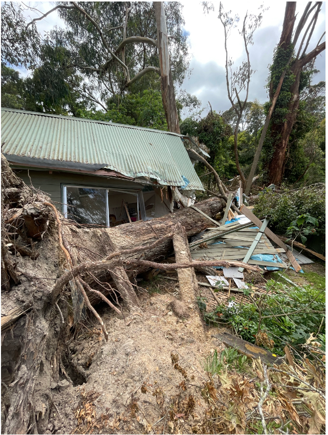 Emergency Tree Removal