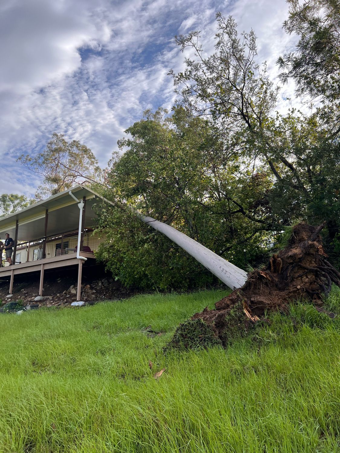 emergency tree removal fallen tree