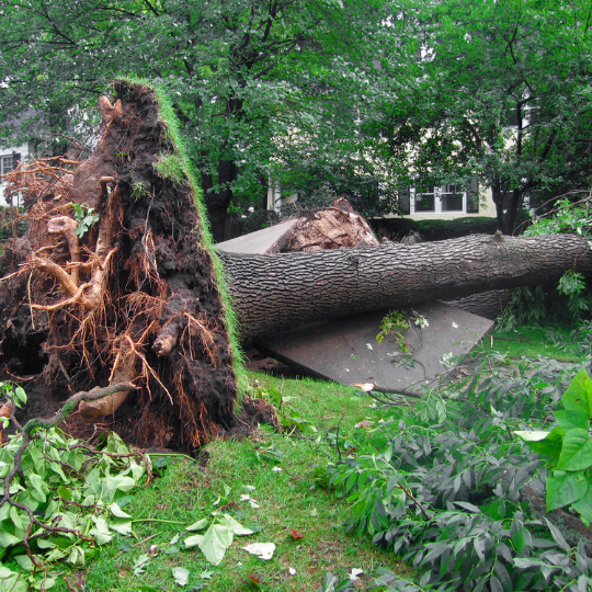 after hours tree removal storm damage