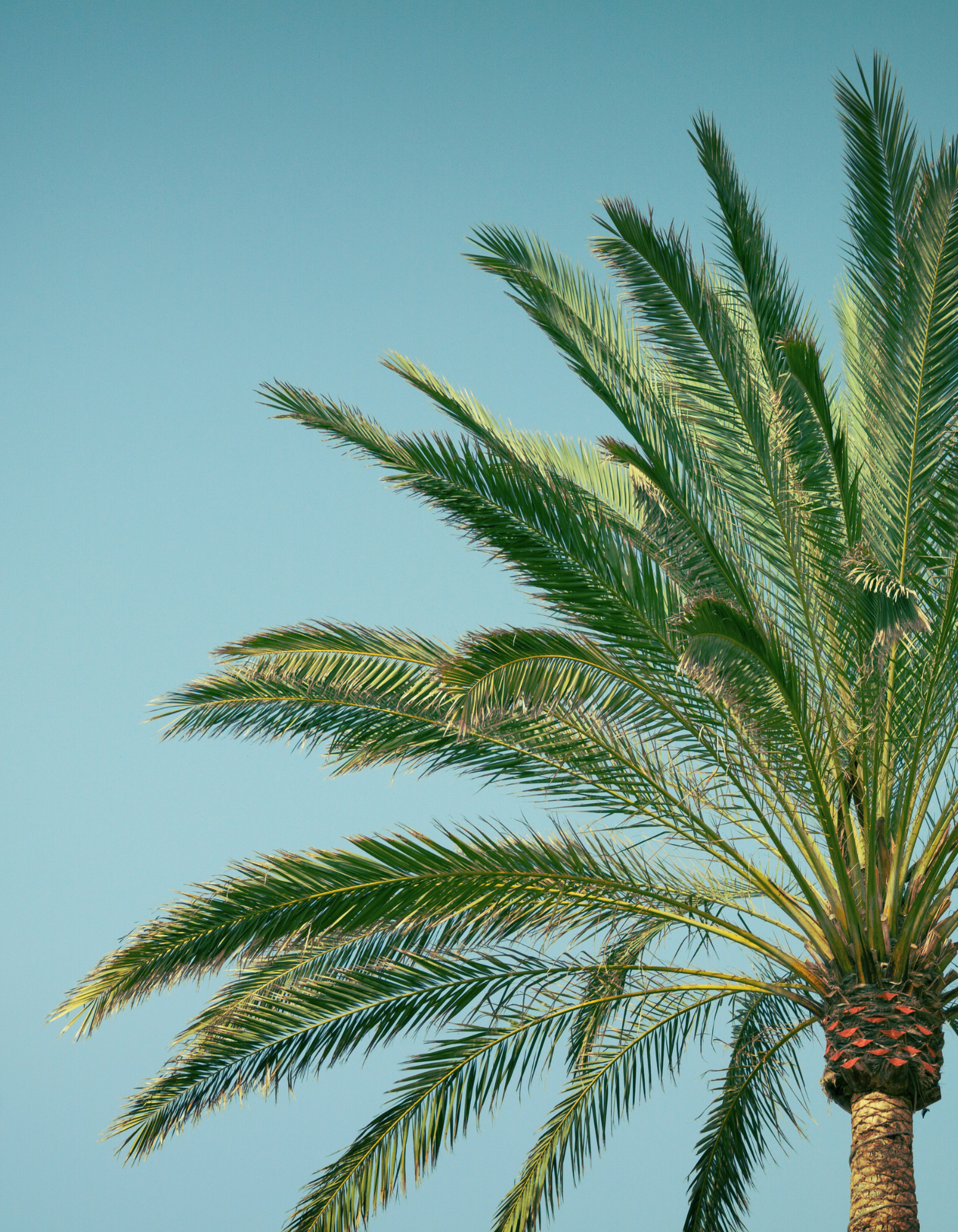 Tree Lopping Sunshine Coast