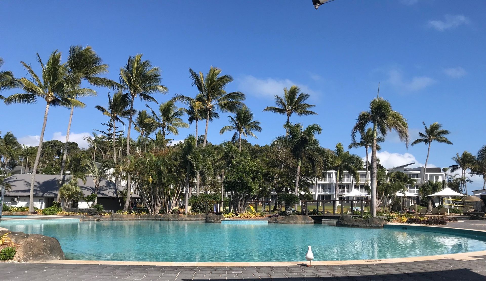 Palm Tree Cleaning & Maintenance