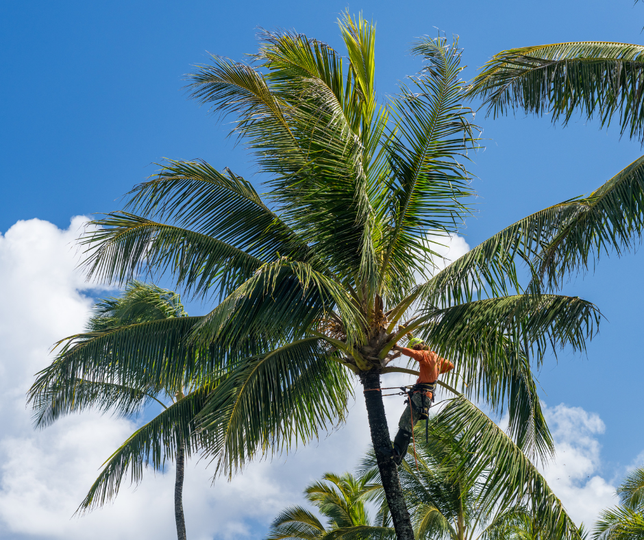 Palm Tree Cleaning and Maintenance
