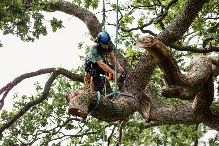 Sunshine Coast Tree Removal