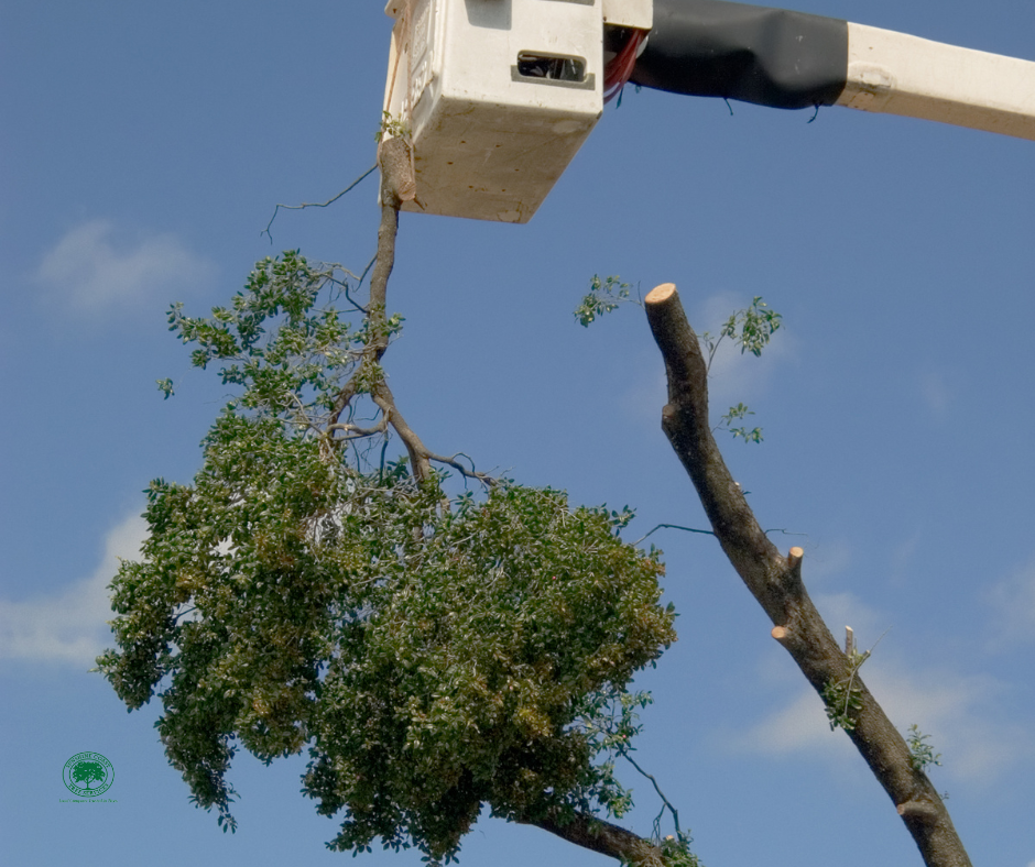 arborist sunshine coast