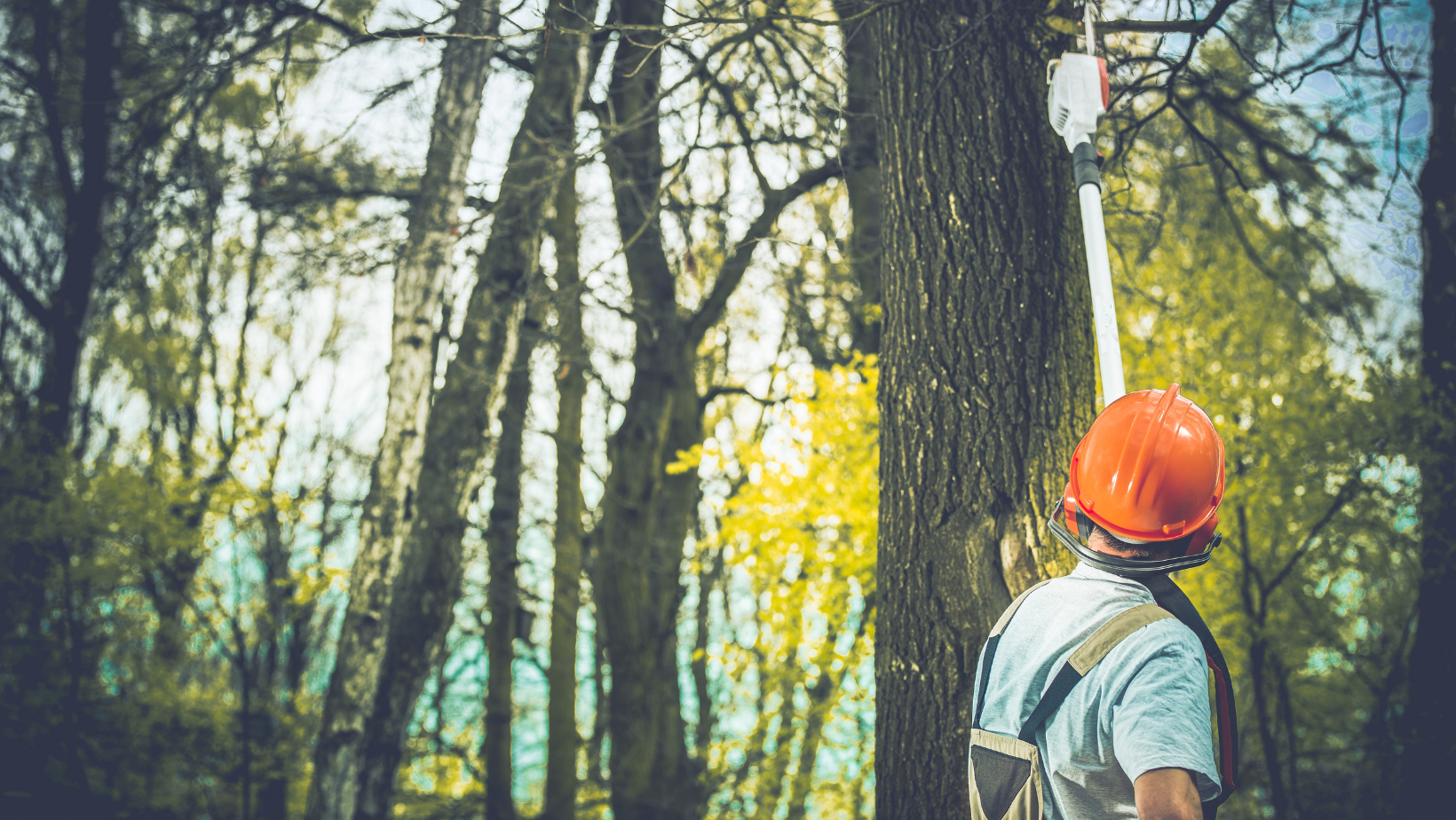 Sunshine Coast Tree Lopping