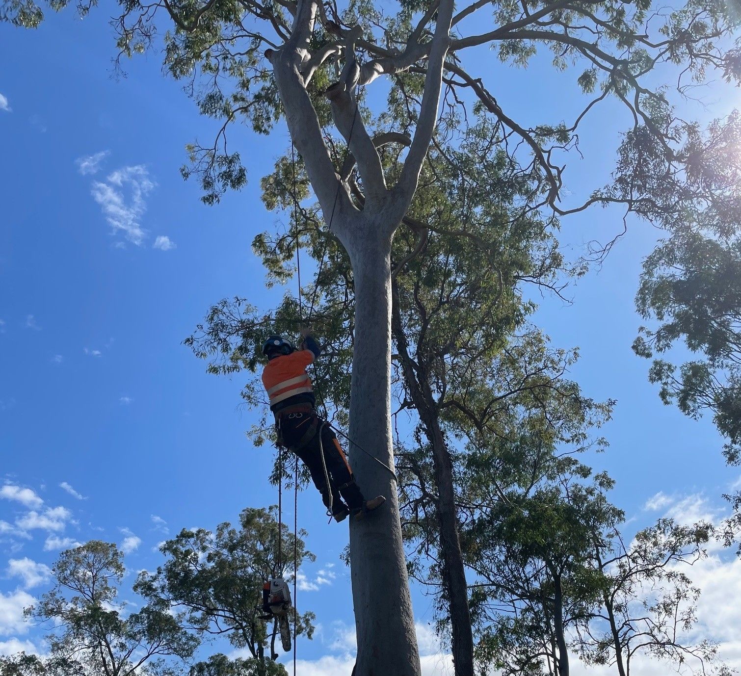Tree-removal-Bribie-Island