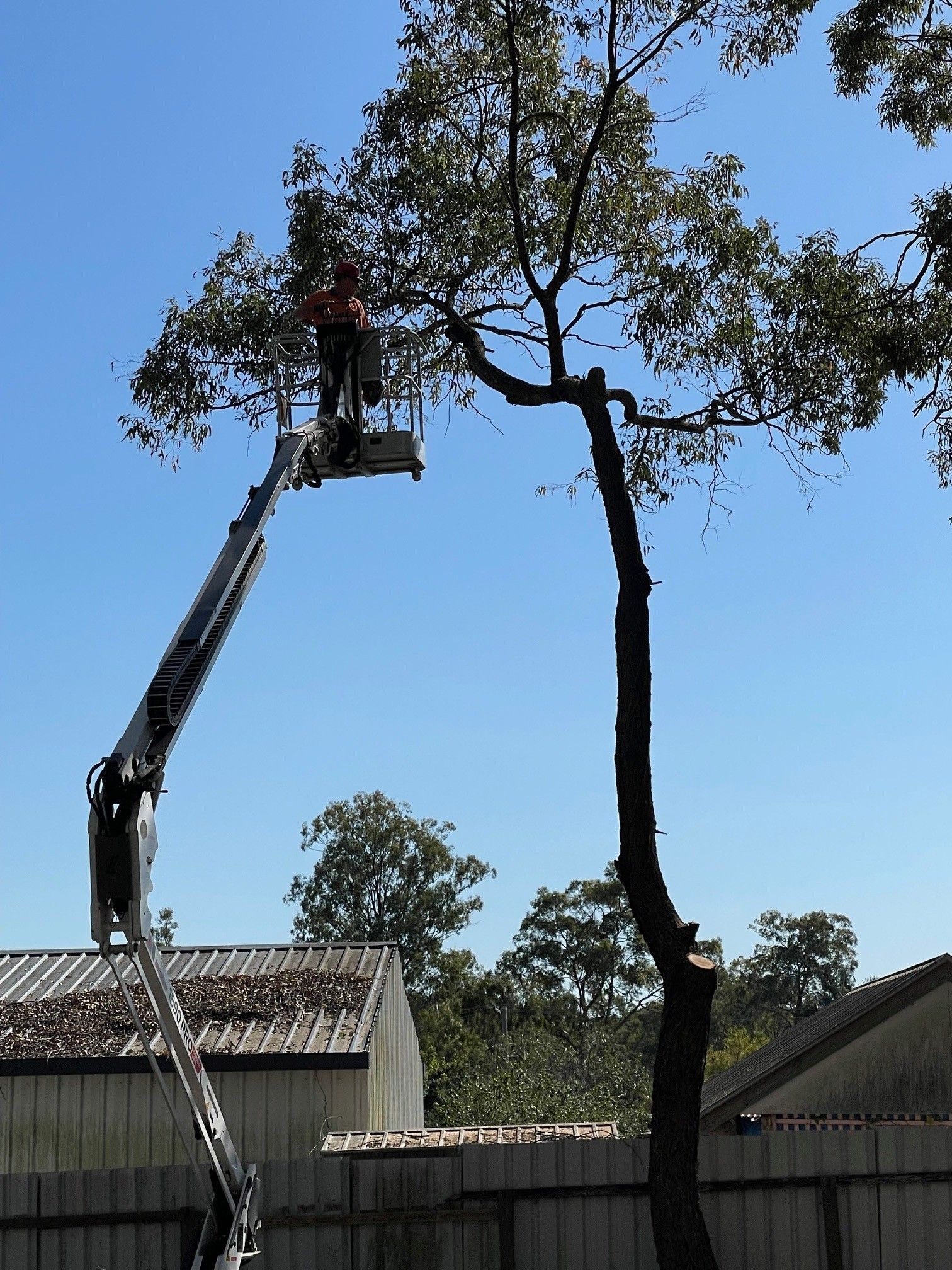 Tree Removal maroochydore