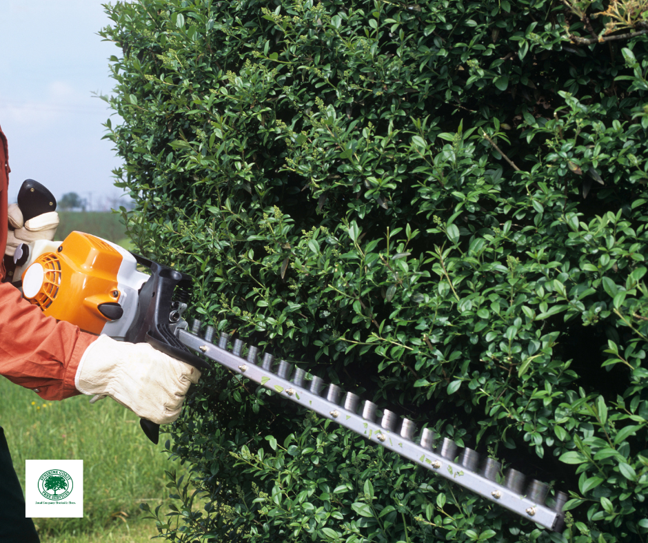 Sunshine Coast Tree Lopping