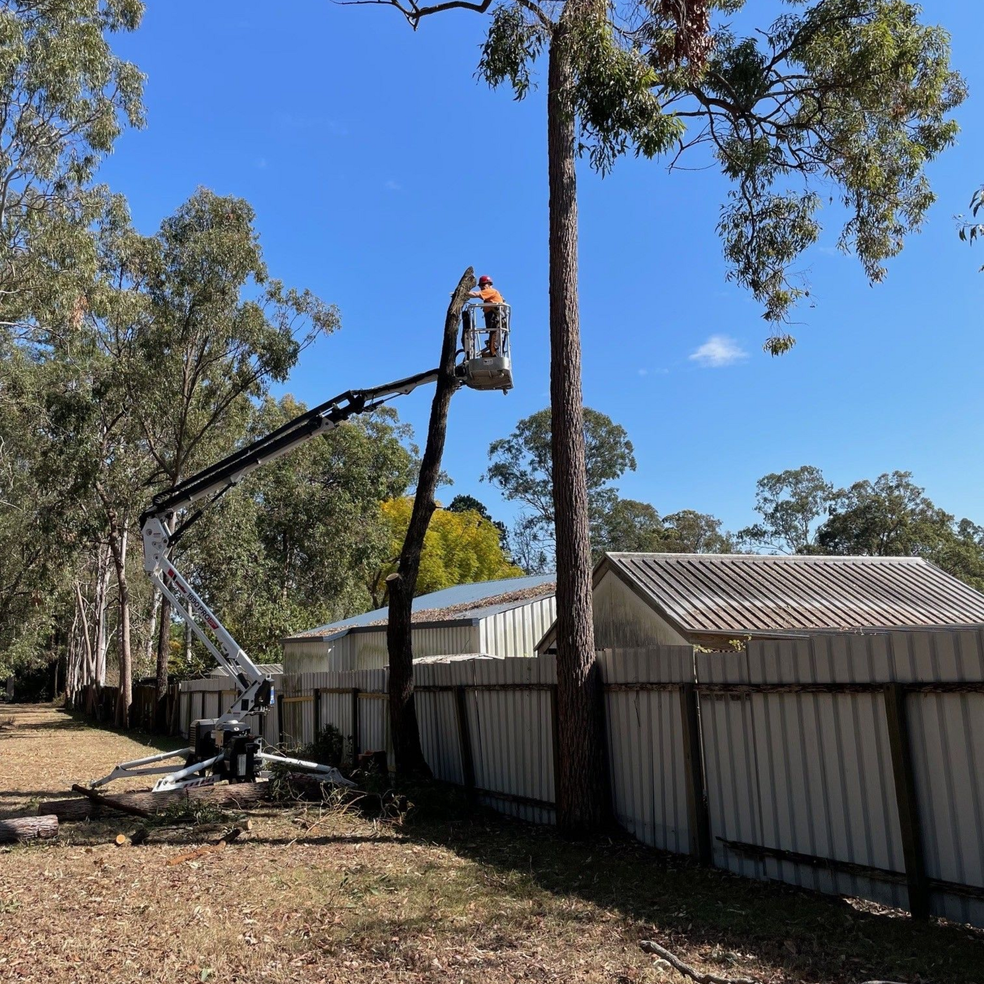 Tree-removal-Coolum Beach