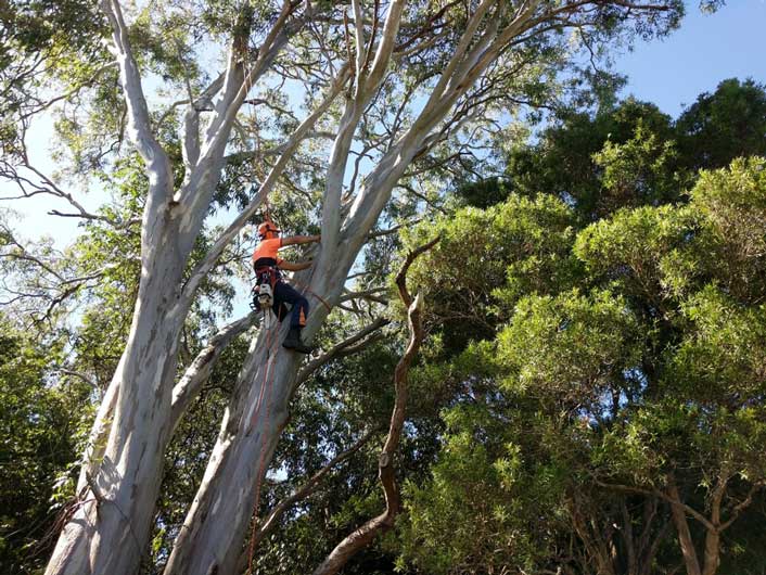 Tree Lopper Sunshine Coast