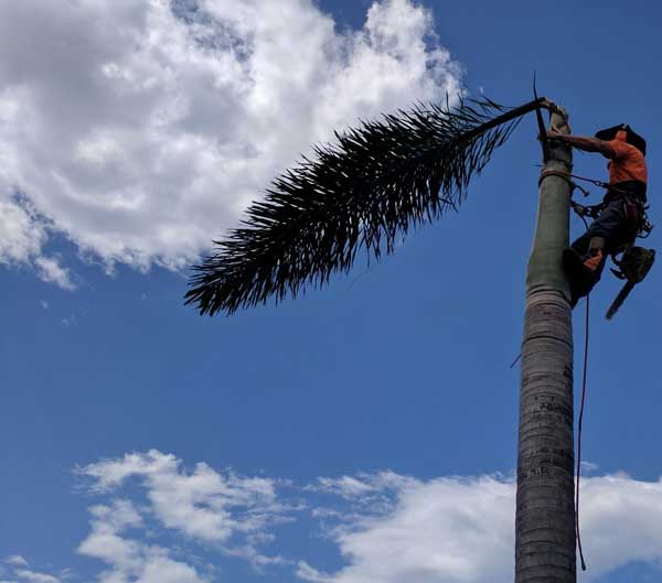 Sunshine Coast Tree Services Image 06