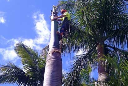 palm tree pruning