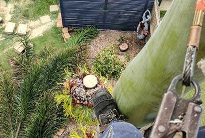 palm tree removal