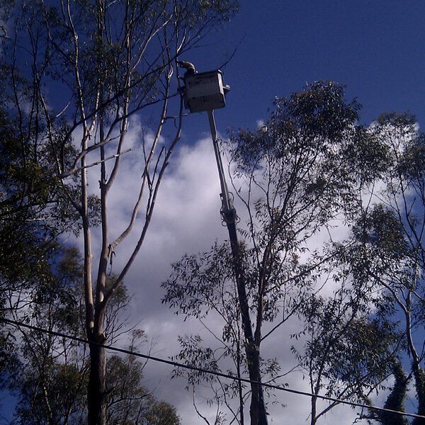 Sunshine Coast Tree Services Image 01