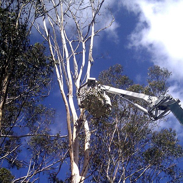 Sunshine Coast Tree Services Image 05