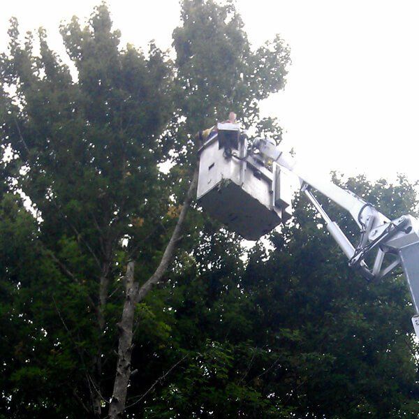 Sunshine Coast Tree Services Image 04