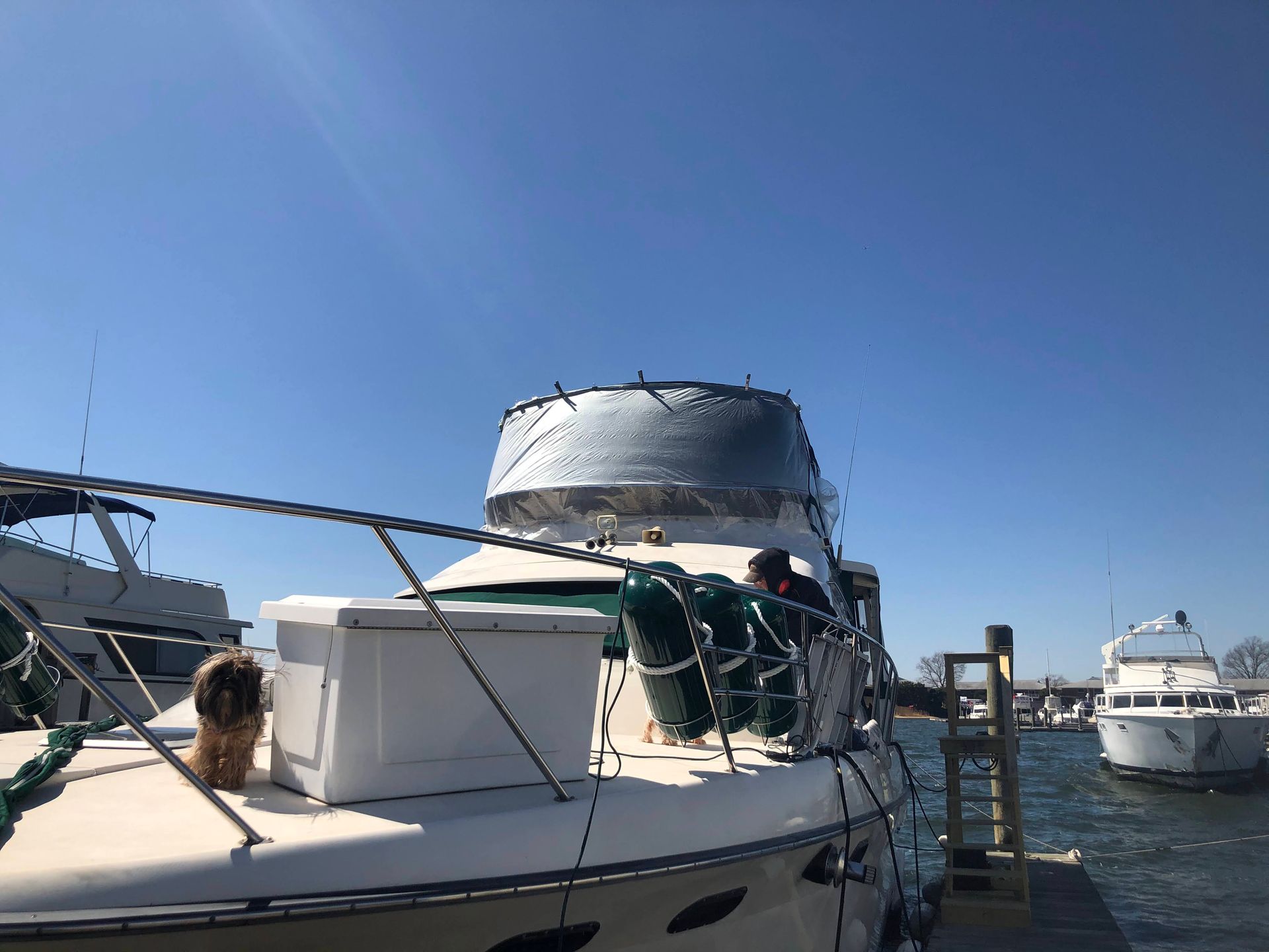 A boat docked on a sunny day. A person and a dog are on the deck. Blue sky and water are in the background.