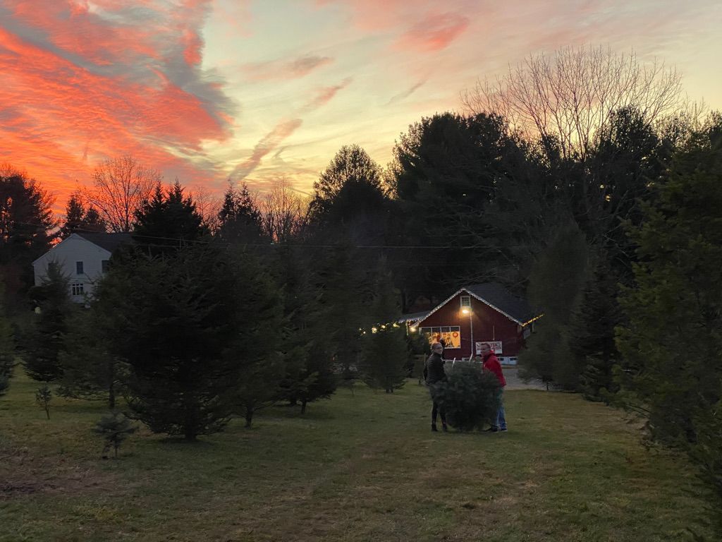 A group of people are cutting down a christmas tree in a field at a christmas tree farm.