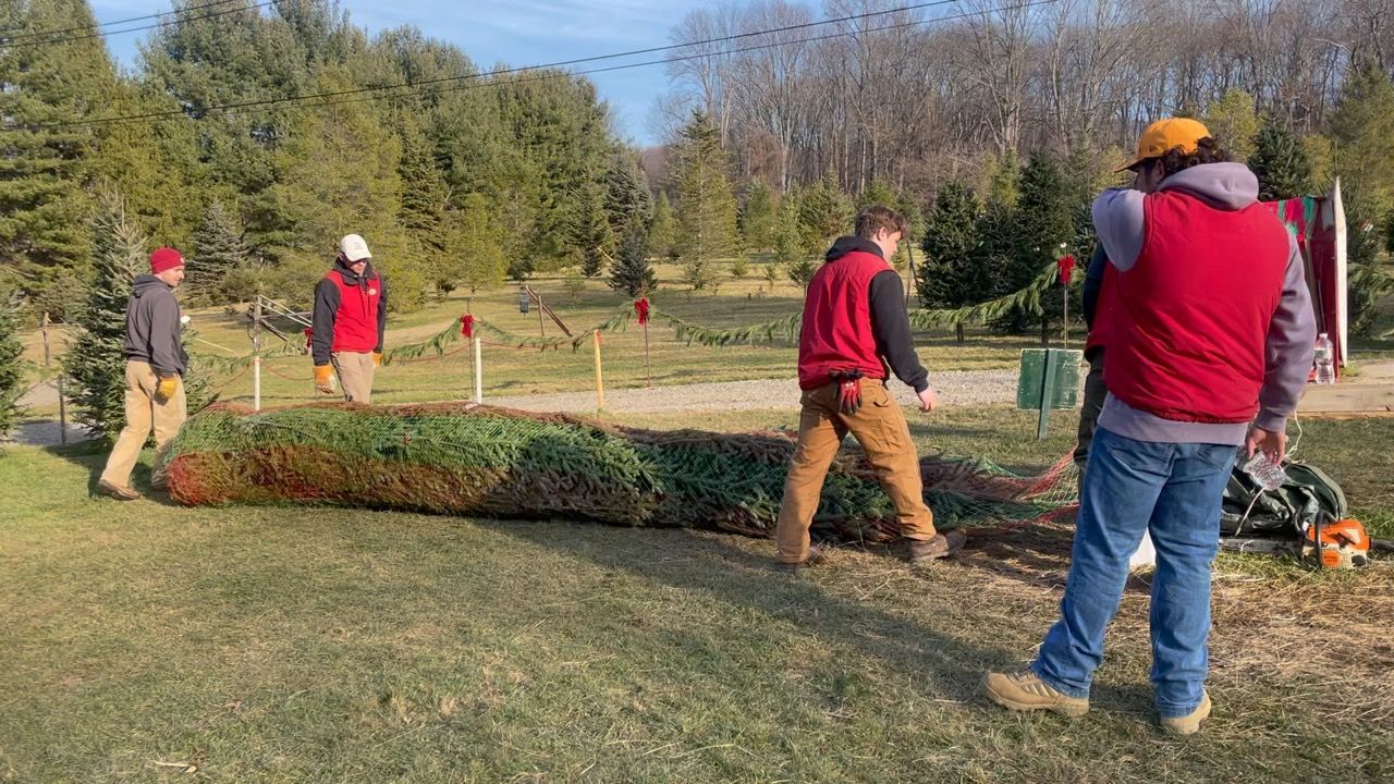 A young boy is holding a christmas tree with his arms in the air.