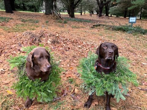 Two dogs are wearing christmas wreaths around their necks.