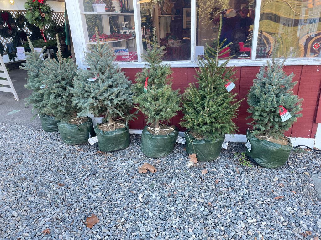 A row of potted christmas trees are lined up in front of a red building.