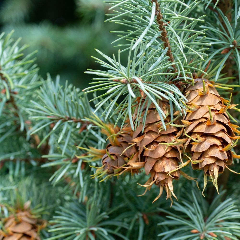 A close up of pine cones on a tree branch