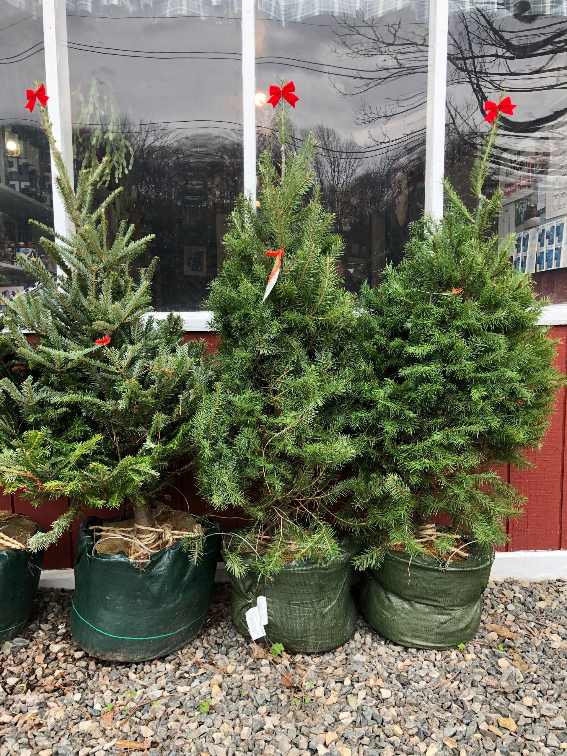 Three potted christmas trees are sitting in front of a window.