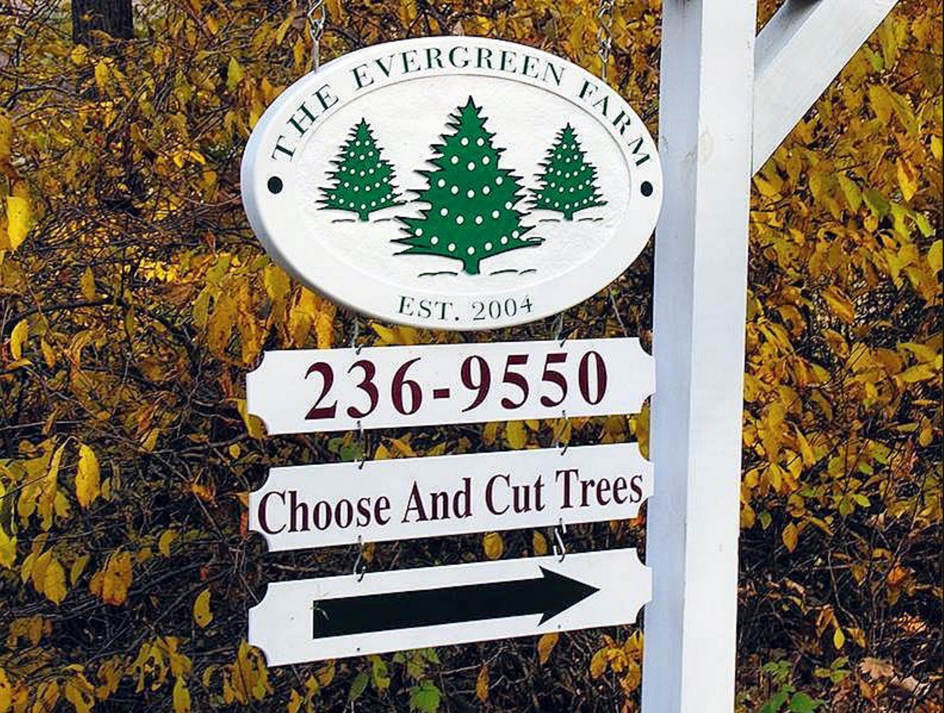 A sign for the evergreen farm says choose and cut trees