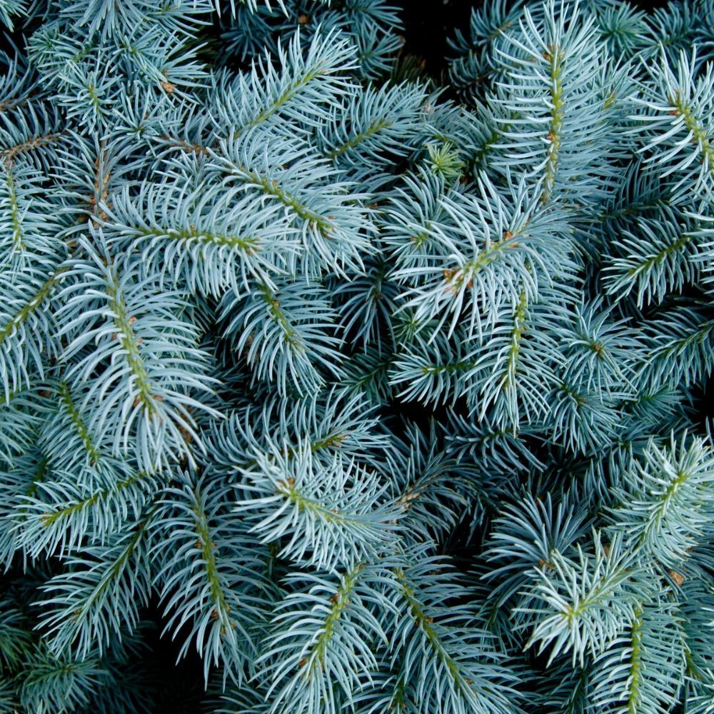 A close up of a christmas tree with blue branches