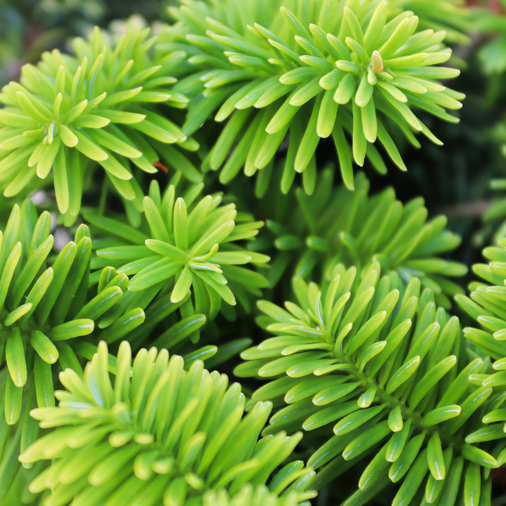 A close up of a pine tree with lots of green needles