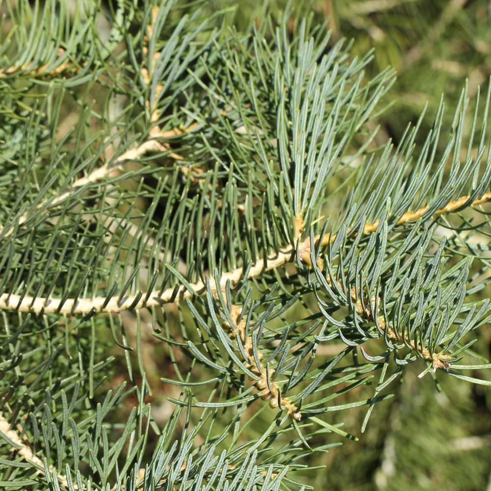 A close up of a pine tree branch with lots of needles