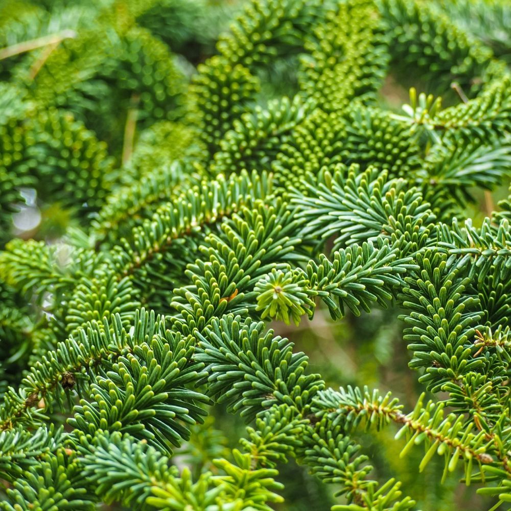 A close up of a christmas tree with lots of green branches.