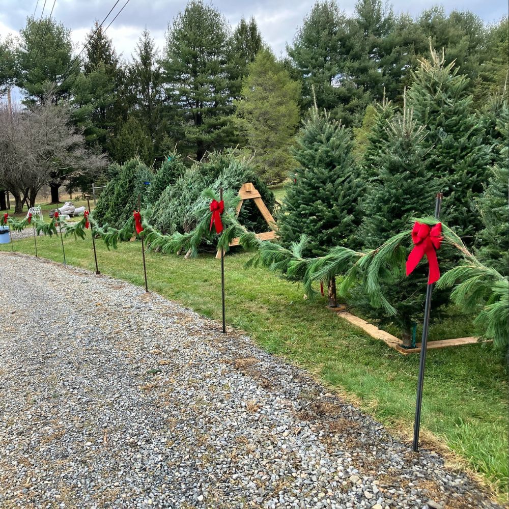 A row of christmas trees are lined up on the side of a gravel road.