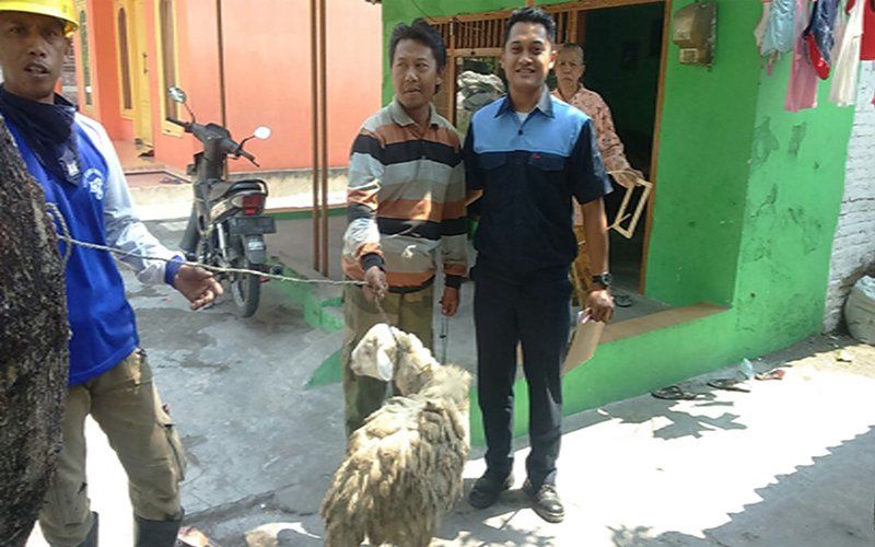 Pemberian Hewan Kurban untuk Idul Adha PT Spindo