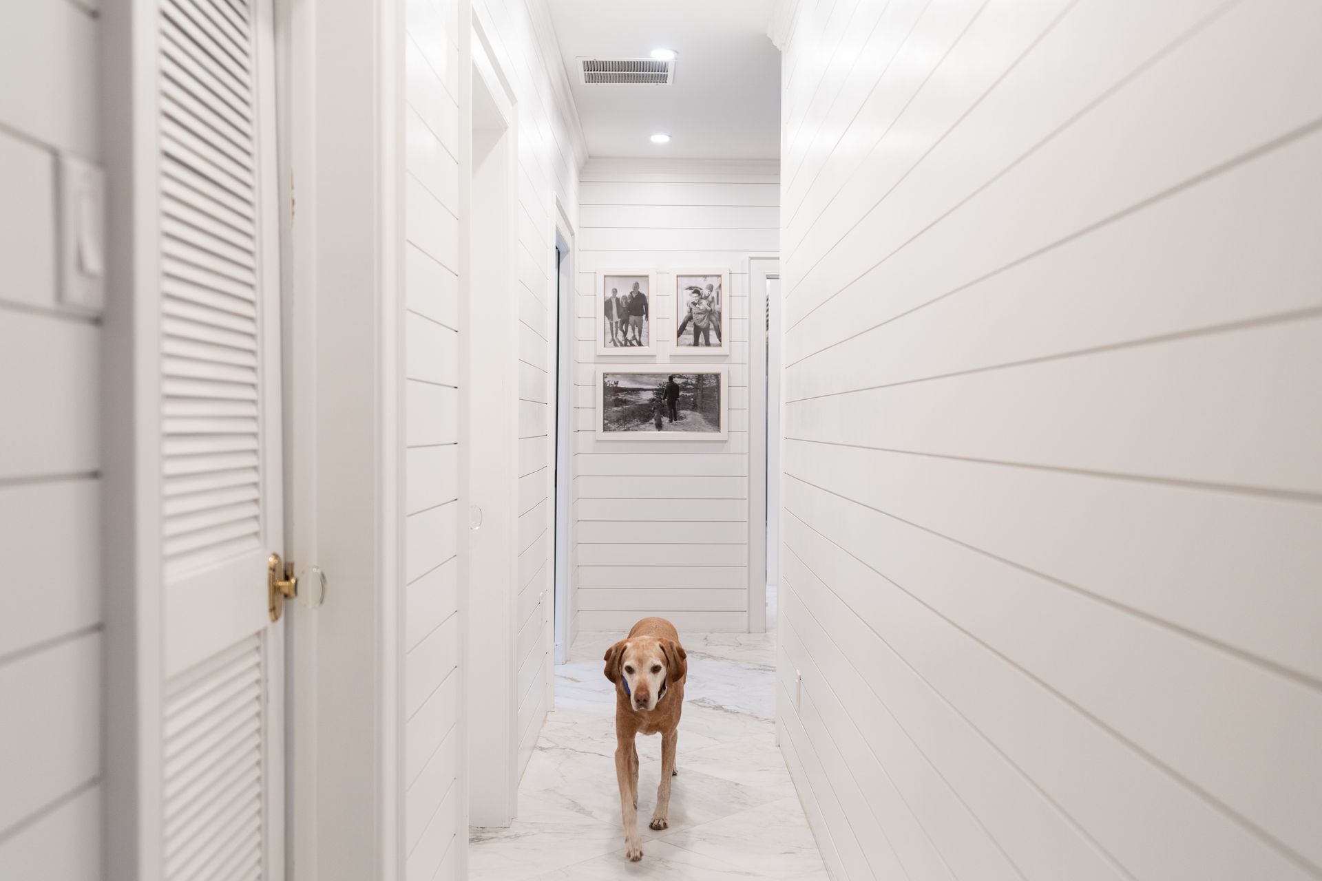 A dog is standing in a hallway with white walls.