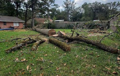 Tree Removal in Shreveport, LA