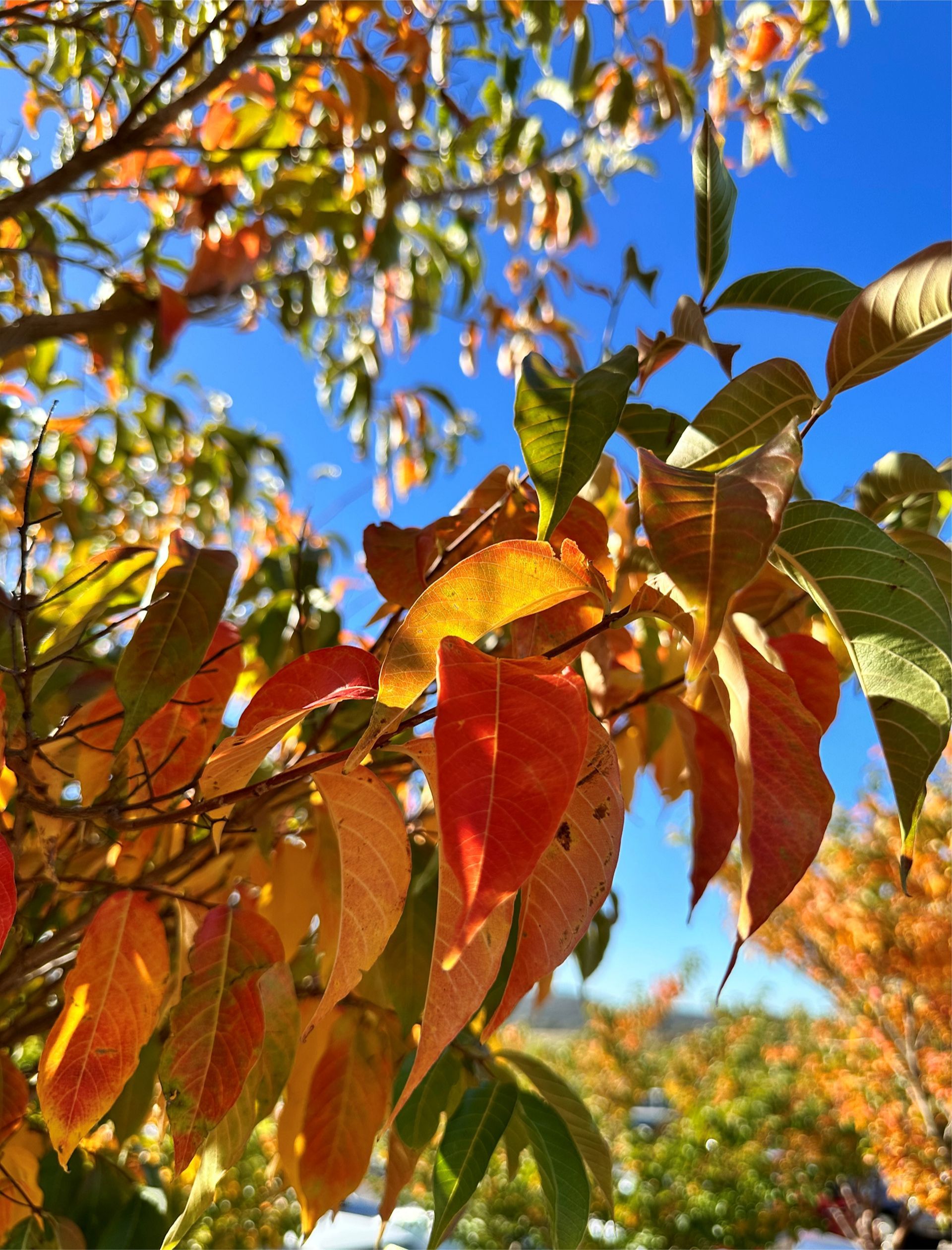 Autumn Leaves and ANZAC Day Canberra 2026 - 7 Day Tour
