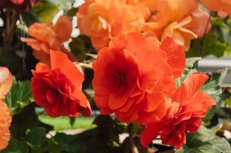 Ballarat Begonia Festival 2027 - 4 Day Tour