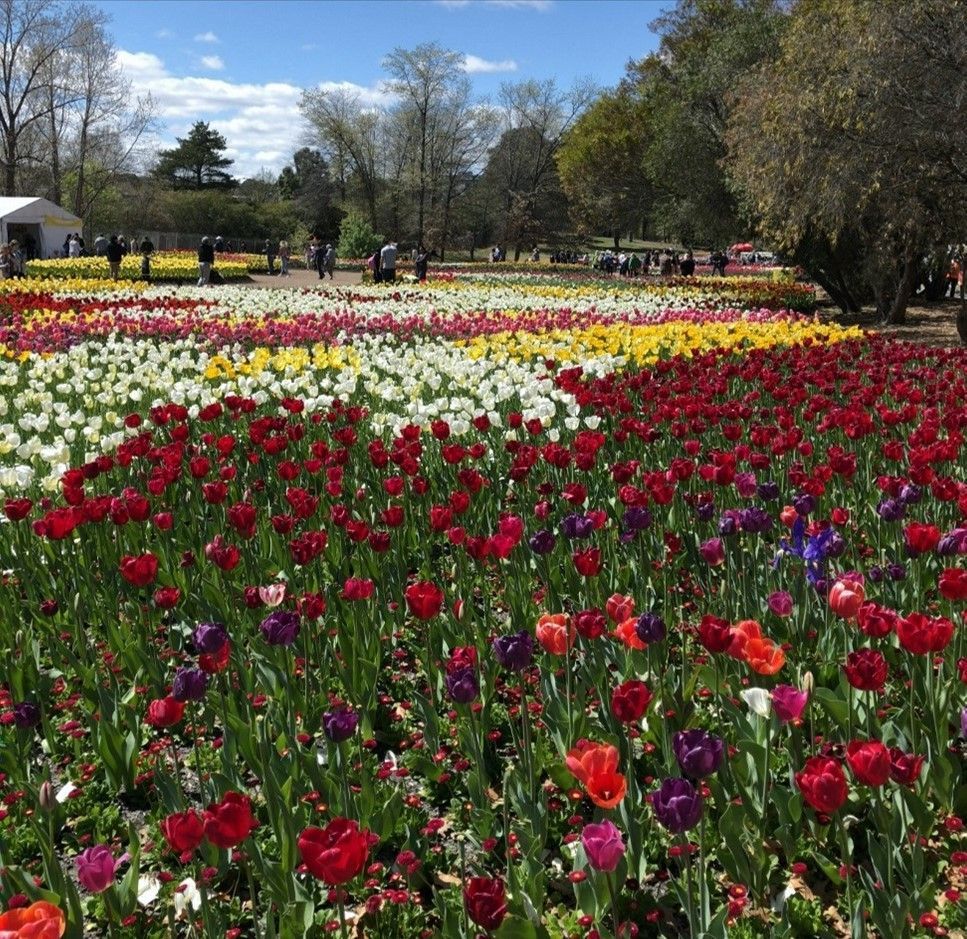 floriade canberra tour from sydney