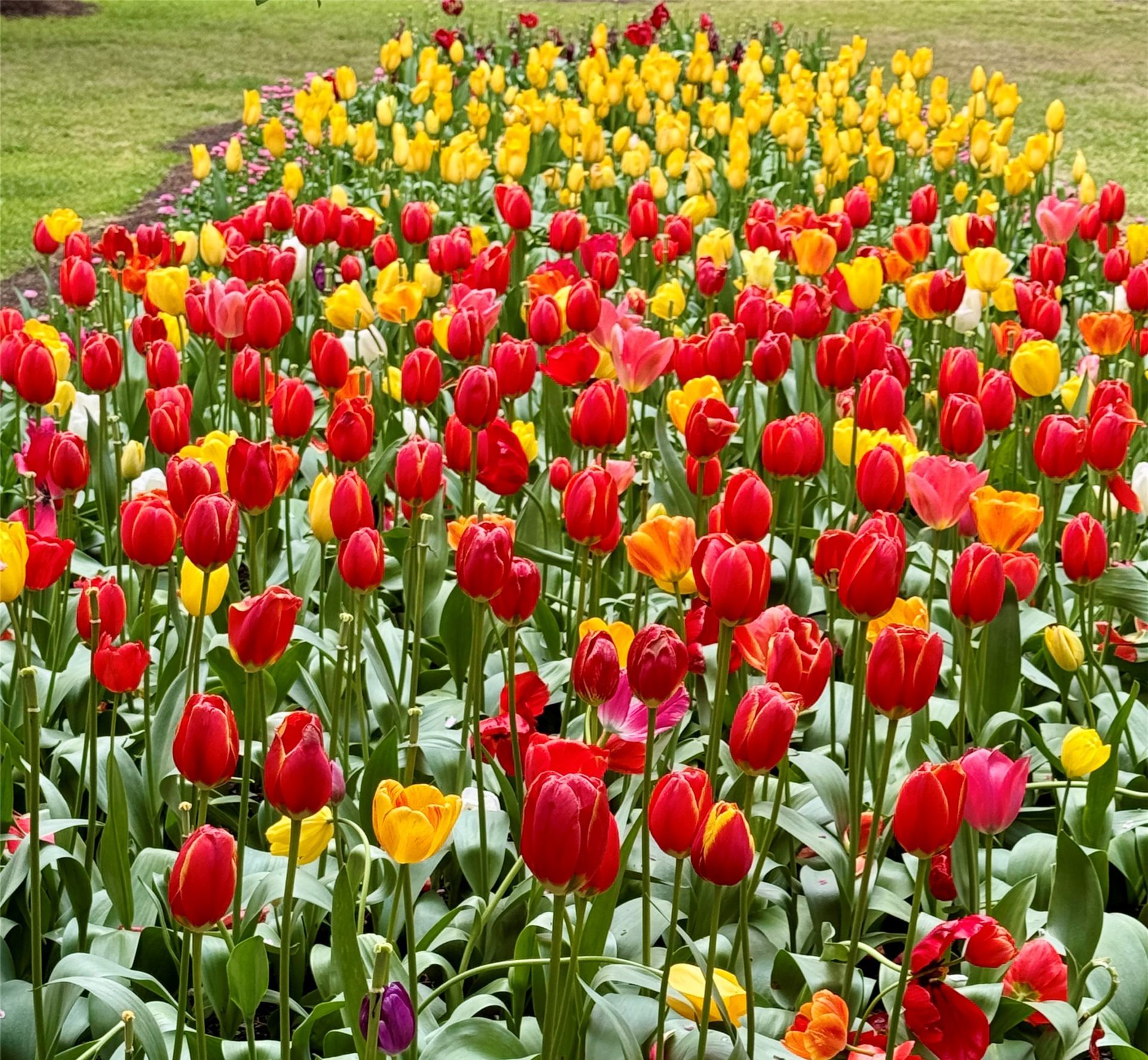 Canberra Floriade Festival Tour 2 2026 - 6 Day Tour