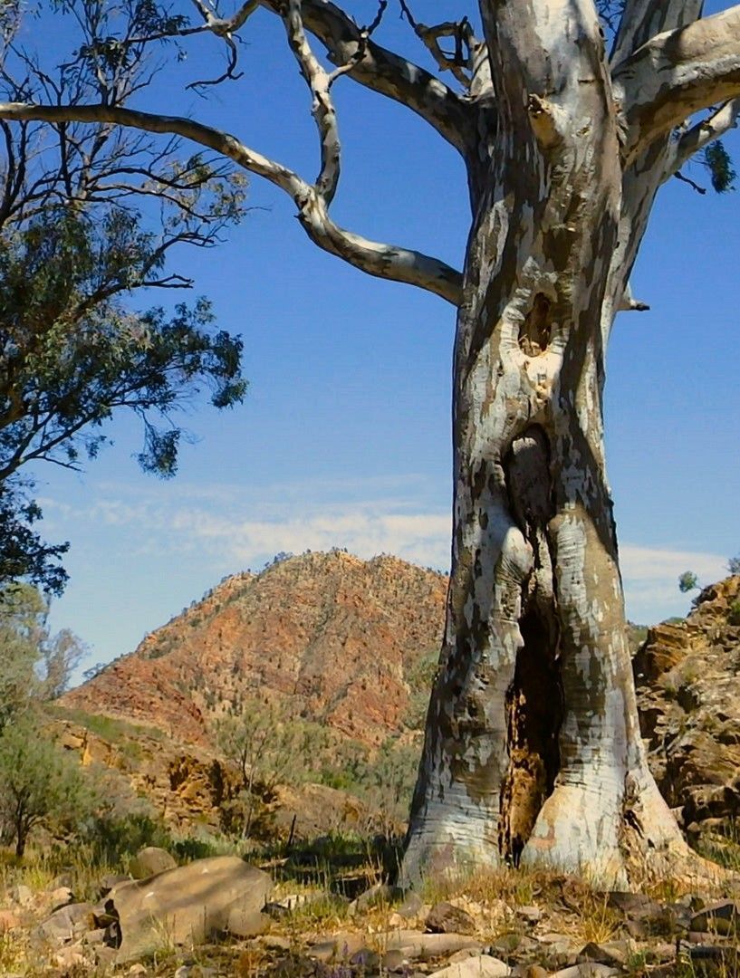 Flinders Ranges Outback Autumn Experience 2025 12 Day Tour