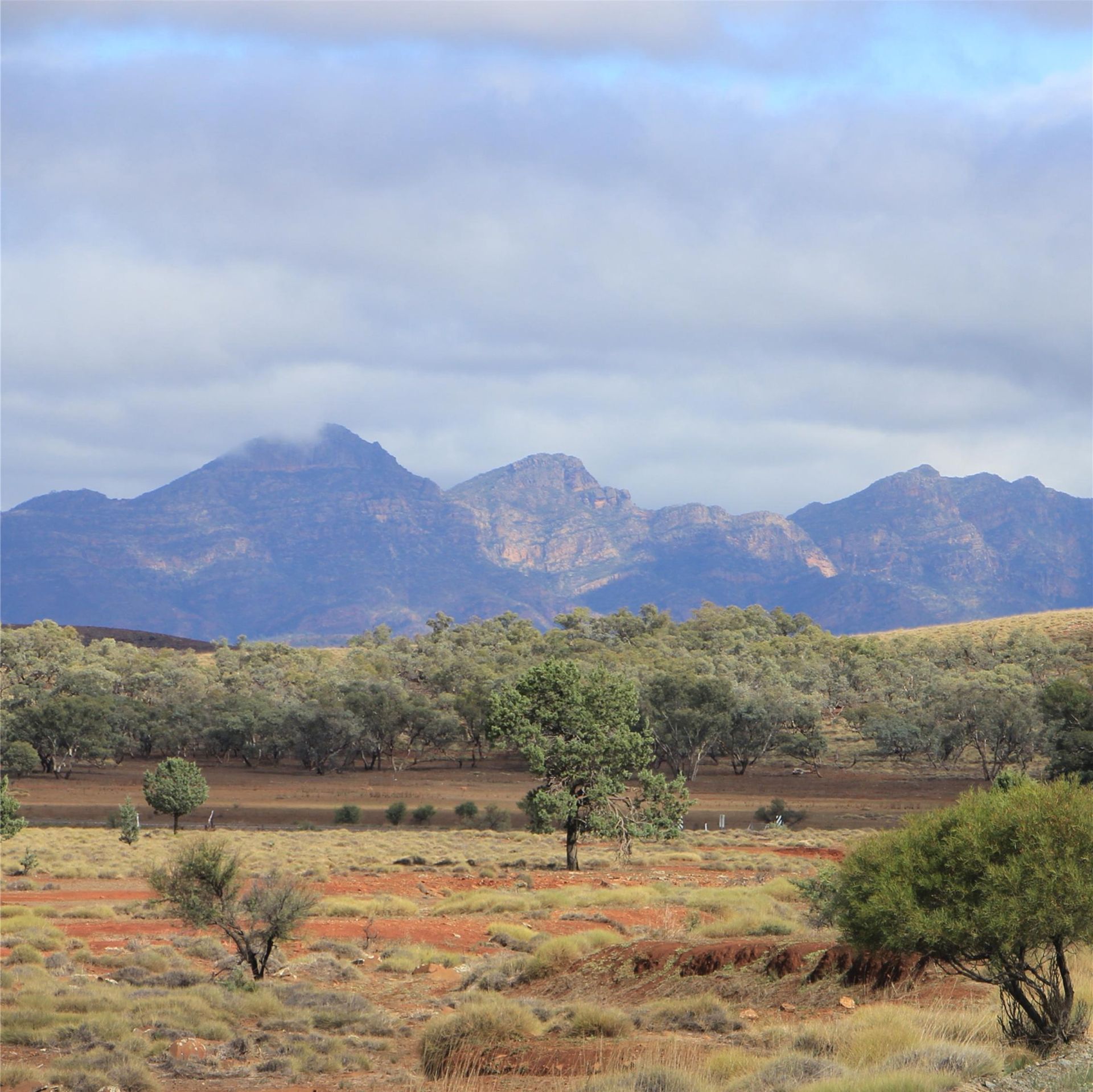 Flinders Ranges Outback Spring Experience 2025 - 11 Day Tour