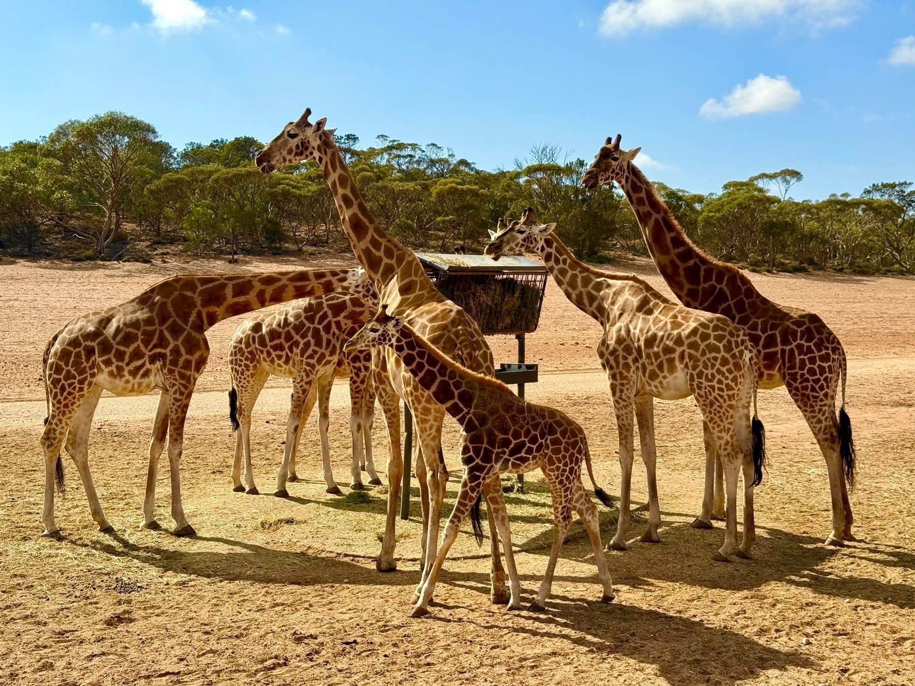 Kangaroo Island and Monarto Safari Resort 2027 - 10 Day Tour
