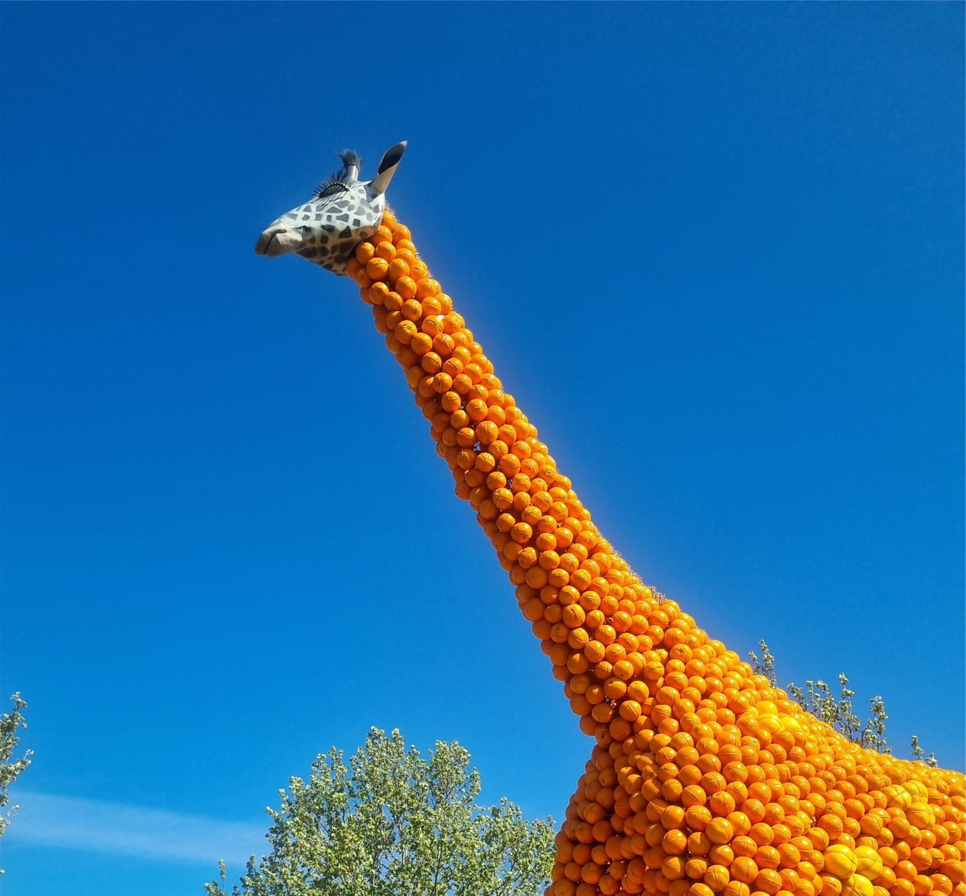 Griffith Spring Festival 2026 - 5 Day Tour