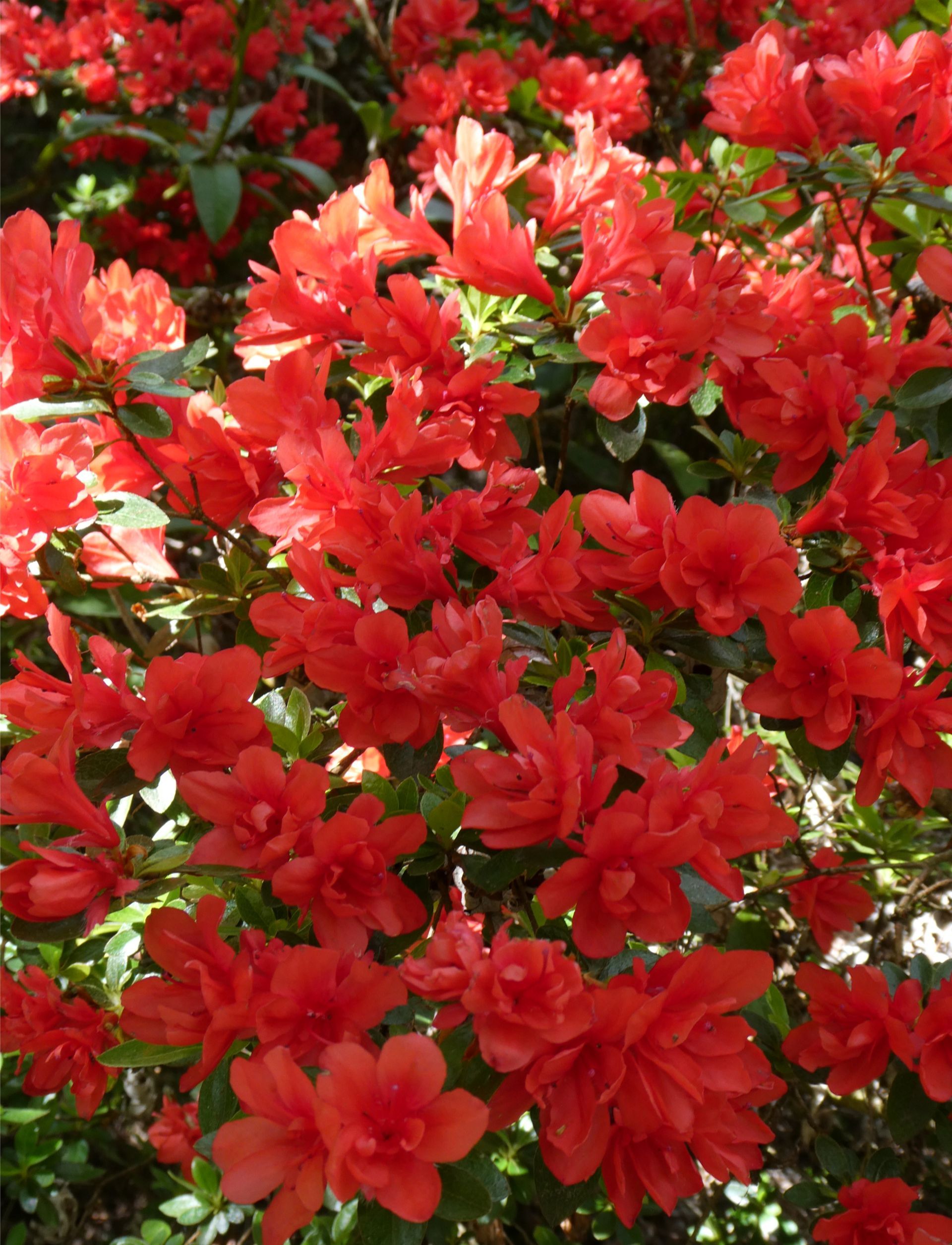 High Country Spring Tour 2 2026 - 5 Day Tour