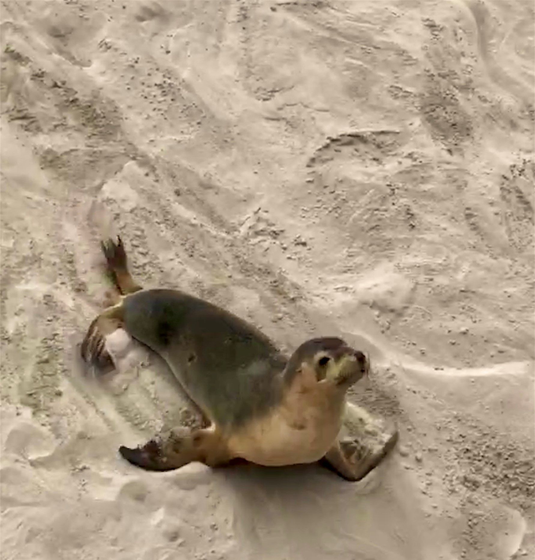 Kangaroo Island and the Coorong in Spring Tour 1 2025 - 10 Day Tour