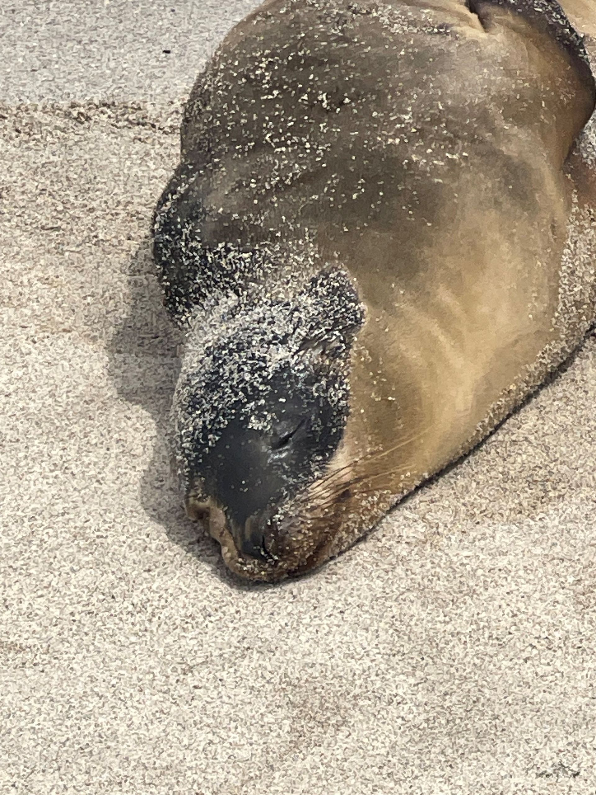 Kangaroo Island and the Coorong in Autumn 2027 - 9 Day Tour
