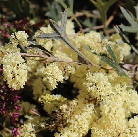 South West Wildflowers Wonderland 2024 11 Day Tour   South West Wildflowers 1920w 